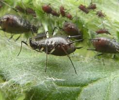 Attēlu rezultāti vaicājumam “Uroleucon cirsii”