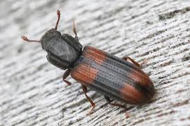 Attēlu rezultāti vaicājumam “Bitoma crenata”