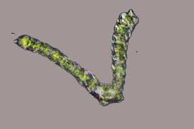 Attēlu rezultāti vaicājumam “Dicranum bonjeanii”