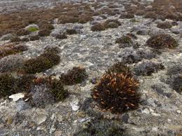 Attēlu rezultāti vaicājumam “Orthotrichum speciosum”