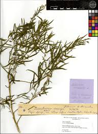 Image result for Artemisia dracunculus