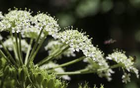 Attēlu rezultāti vaicājumam “Heracleum sphondylium subsp. sibiricum”