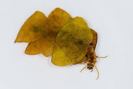 Attēlu rezultāti vaicājumam “Trichoptera”