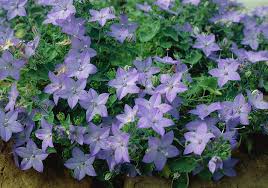 Image result for Campanula isophylla