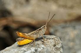 Attēlu rezultāti vaicājumam “Chortippus sp.”