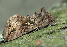 Attēlu rezultāti vaicājumam “Autographa gamma”