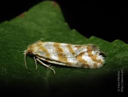 Attēlu rezultāti vaicājumam “Aethes margaritana”