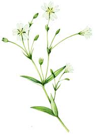 Attēlu rezultāti vaicājumam “Stellaria palustris flower”