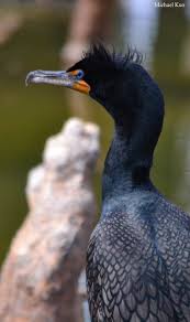Image result for Phalacrocorax auritus