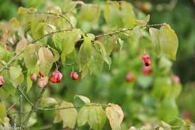 Attēlu rezultāti vaicājumam “Euonymus verrucosus fruit”