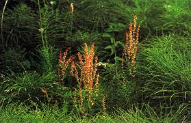 Attēlu rezultāti vaicājumam “Rumex acetosa bud”