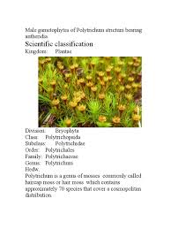 Attēlu rezultāti vaicājumam “Polytrichales”