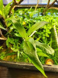 Attēlu rezultāti vaicājumam “Hygroamblystegium humile sporophyte”
