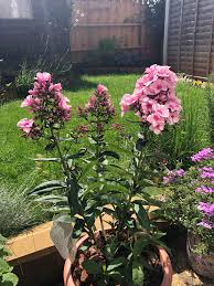 Image result for Phlox paniculata `Bright Eyes`