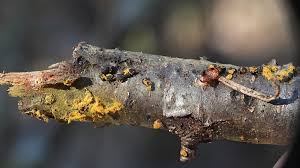 Attēlu rezultāti vaicājumam “Trichia longipalpis macro”