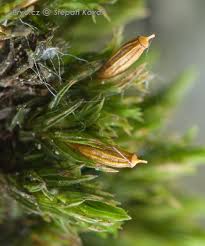 Attēlu rezultāti vaicājumam “Orthotrichum affine var. affine”