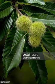 Attēlu rezultāti vaicājumam “Castanea sativa  fruit”