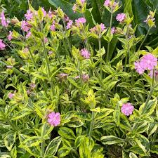 Attēlu rezultāti vaicājumam “Silene dioica leaf”