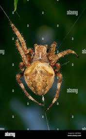 Attēlu rezultāti vaicājumam “Araneus angulatus”
