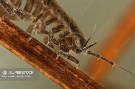 Attēlu rezultāti vaicājumam “Asellus aquaticus”