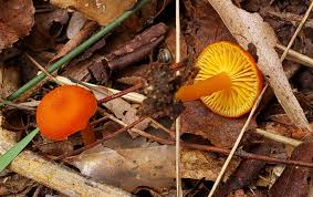 Attēlu rezultāti vaicājumam “Hygrocybe sp.”