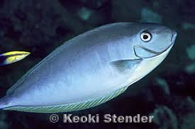 Image result for Naso hexacanthus