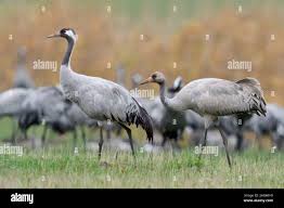 Attēlu rezultāti vaicājumam “Grus grus adult”