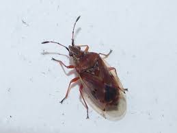 Attēlu rezultāti vaicājumam “Kleidocerys resedae”