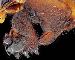 Attēlu rezultāti vaicājumam “Gryllotalpa gryllotalpa”