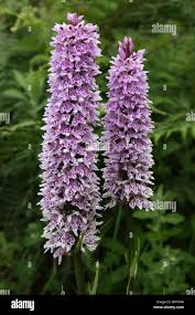 Attēlu rezultāti vaicājumam “Dactylorhiza fuchsii flower”