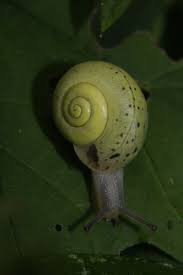 Attēlu rezultāti vaicājumam “Fruticola fruticum”