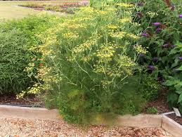 Attēlu rezultāti vaicājumam “Anethum graveolens”