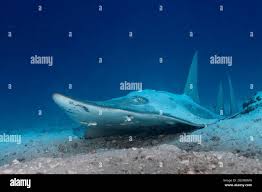 Image result for Rhynchobatus djiddensis