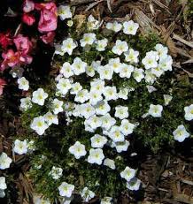 Image result for Nierembergia