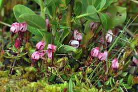 Attēlu rezultāti vaicājumam “Oxycoccus flower”