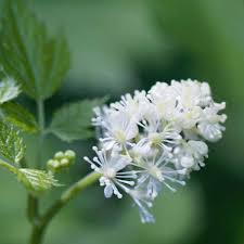 Image result for Christophskraut