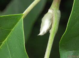 Attēlu rezultāti vaicājumam “Magnolia acuminata bud”
