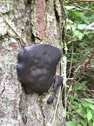 Attēlu rezultāti vaicājumam “Dictydiaethalium plumbeum”