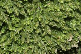 Attēlu rezultāti vaicājumam “Diplophyllum albicans”