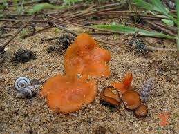 Attēlu rezultāti vaicājumam “Melastiza chateri”