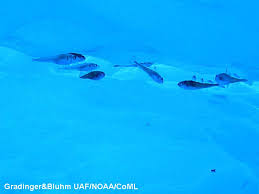 Image result for Boreogadus saida