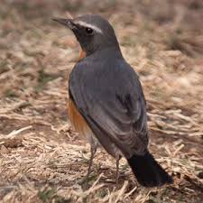 Image result for Irania gutturalis