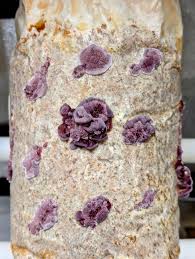 Attēlu rezultāti vaicājumam “Siphoptychium violaceum spores”