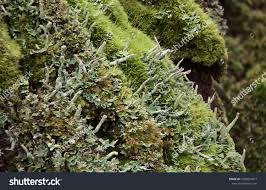 Attēlu rezultāti vaicājumam “Cladonia ochrochlora”