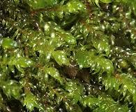 Attēlu rezultāti vaicājumam “Hygrohypnum luridum”