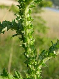 Attēlu rezultāti vaicājumam “Carduus crispus leaf”
