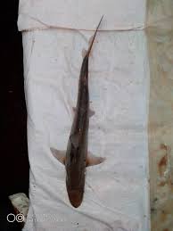 Image result for Paragaleus pectoralis