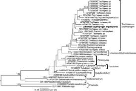 Attēlu rezultāti vaicājumam “Pistillaria sp.”
