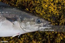 Image result for Pollachius pollachius