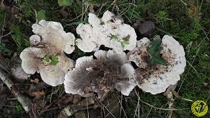 Attēlu rezultāti vaicājumam “Phellodon melaleucus”